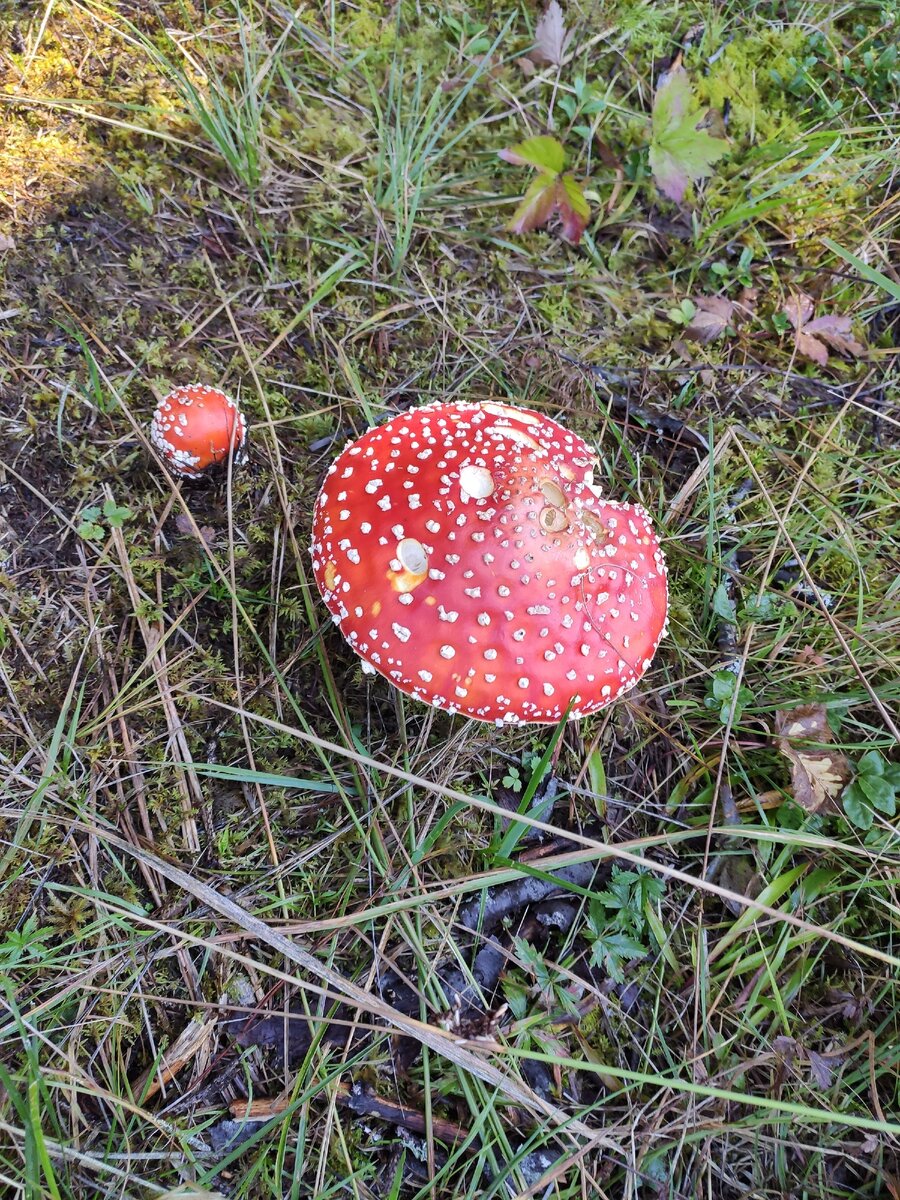 Красавец мухомор.