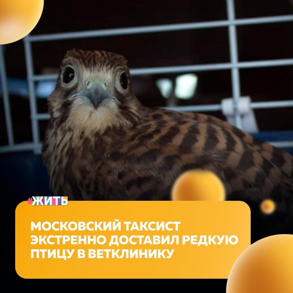 Необычный пассажир побывал у одного таксиста - это птица🤩

Путь пустельги в столицу был очень длинным. Люди нашли его в лесу рядом с древней усадьбой в Нижнем Новгороде - слабого, беззащитного и брошенного. Прозвали Костиком и повезли в столицу лечить. Довёз местный житель Сергей Мартиросян, а уже в Москве - как важного гостя посадил на такси🚖

Водитель такси Валерий Максимов без проблем птичку взял, без какого-либо сопровождения. Пассажир ехал мирно и не доставил хлопот. В ветклинике он прошёл лечение, и уже порхает на свободе☀️

Мы надеемся, что у этой птицы все будет хорошо😌

#жить #проектжить #птицы #добро
