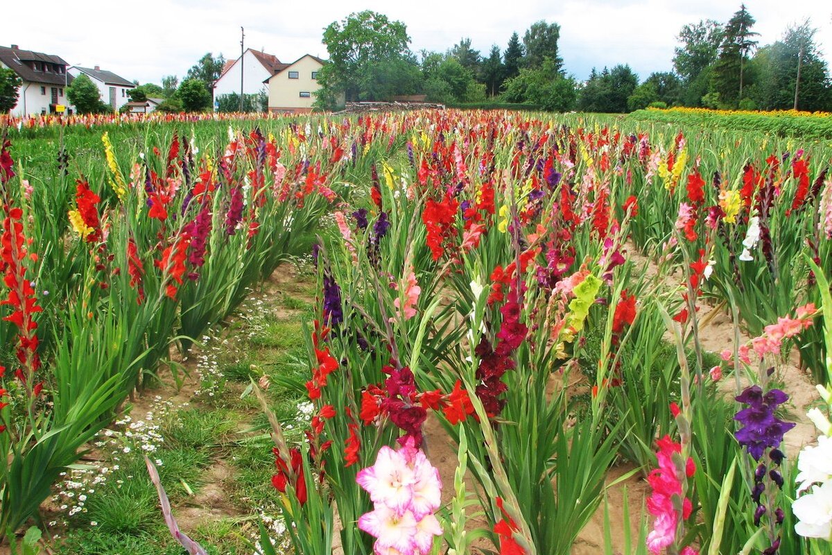 Англии гладиолусы уже несколько столетий считаются самыми популярными цветами. Их выращивают практически в каждом дворе. Именно в Англии проживает больше всего коллекционеров, а также сосредоточены многие редкие сорта. Чтобы достать посадочный материал дефицитных разновидностей цветоводы с разных стран отправляются в Англию.