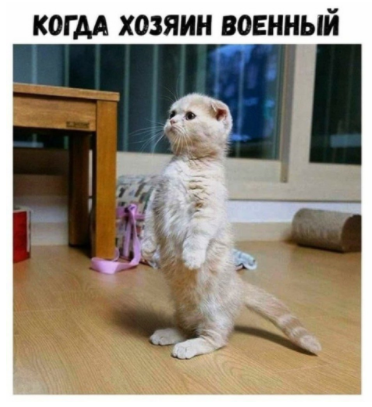 Вот так должен стоять Ваш кот, когда играют военные марши...