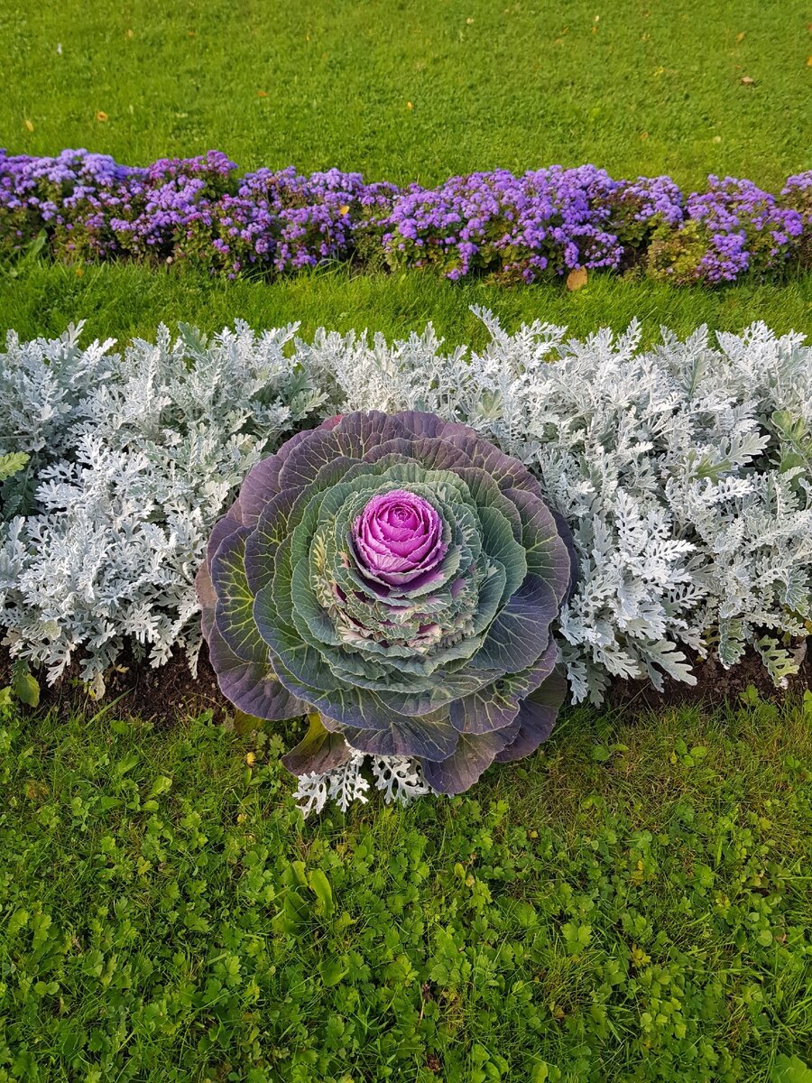 Какая красивая капуста