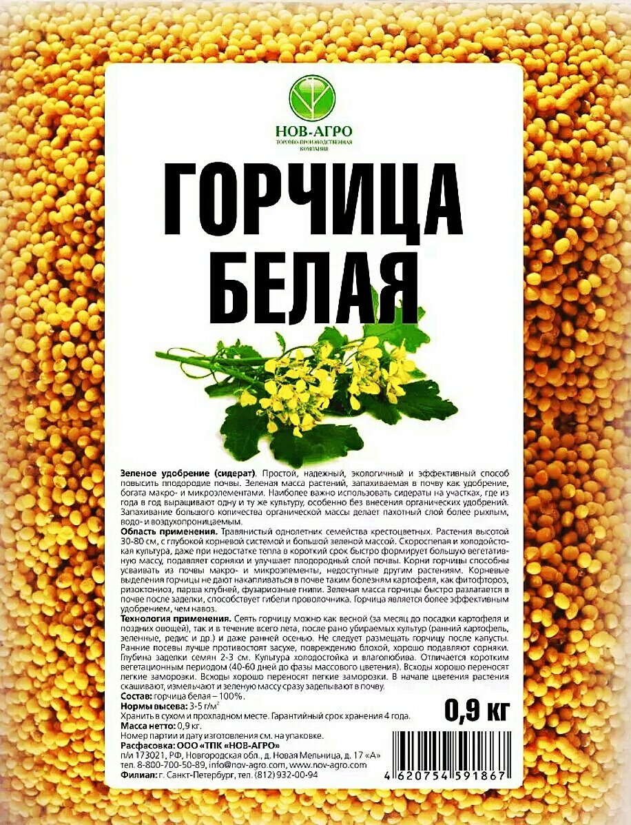 Семена белой горчицы