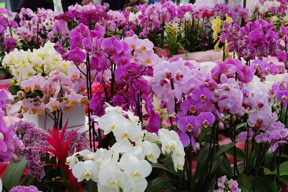 Орхидеи на выставке. Фото из собственного архива
