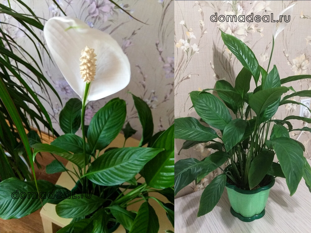 10 комнатных цветов для тех, кто не умеет ухаживать за растениями