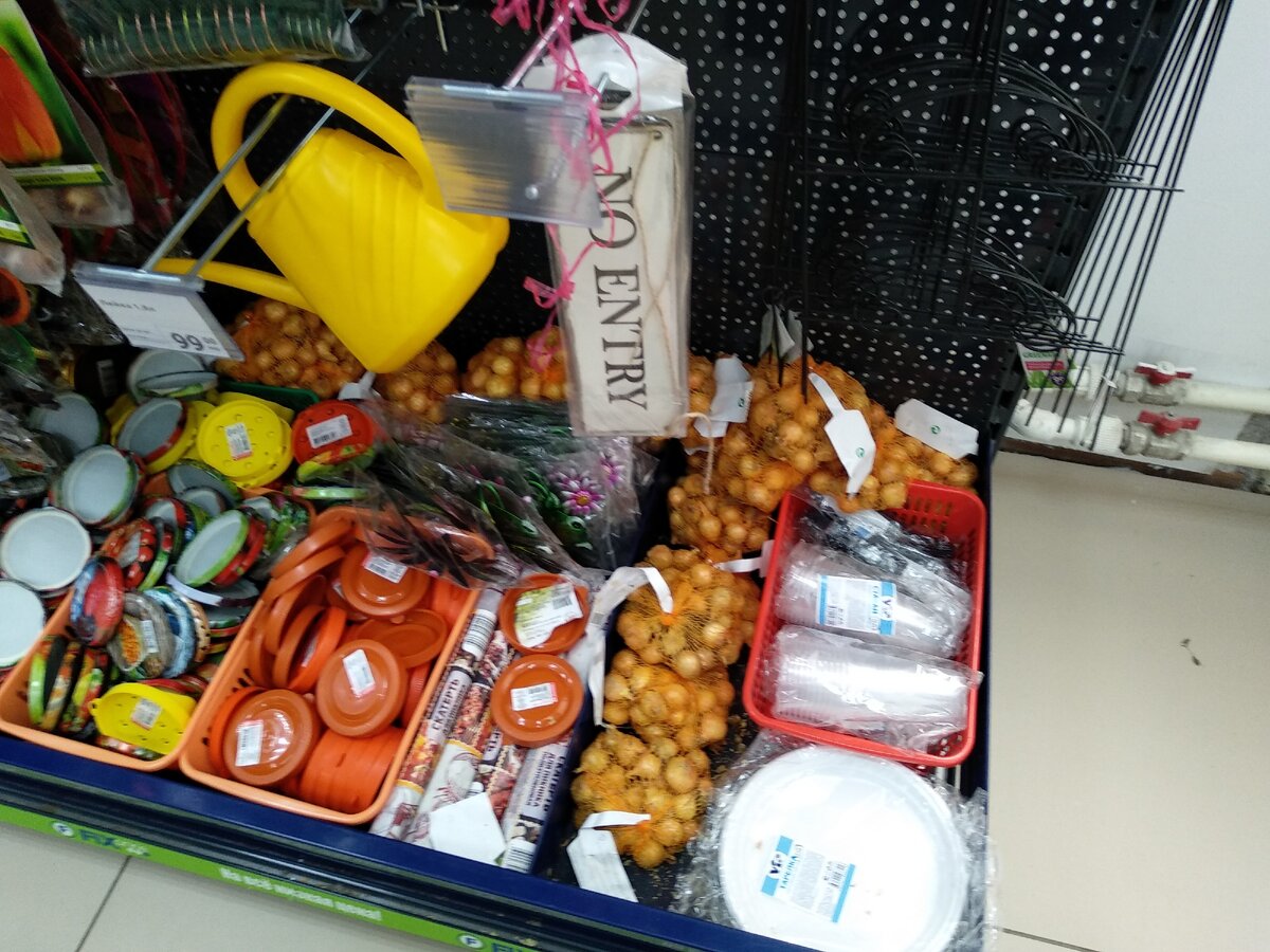 Лук-севок - фото автора