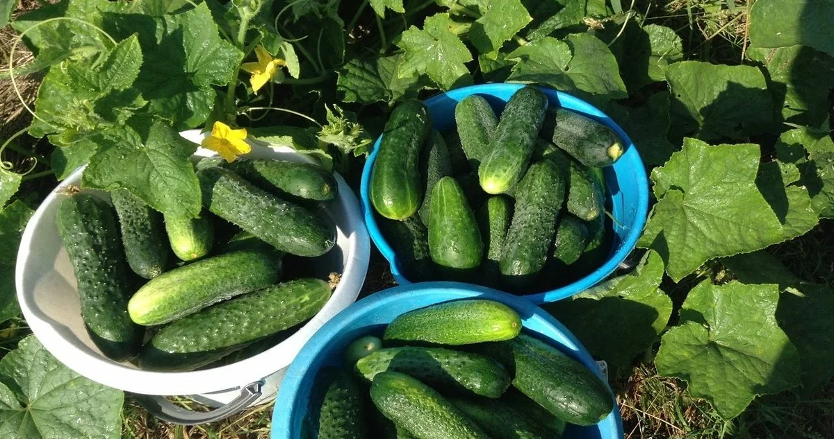 Свежий урожай огурцов