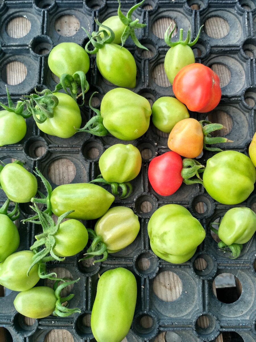 Вот и весь урожай с трех огромных кустов. Чтобы понимали размер: фото сделано мною на коврике для обуви)))