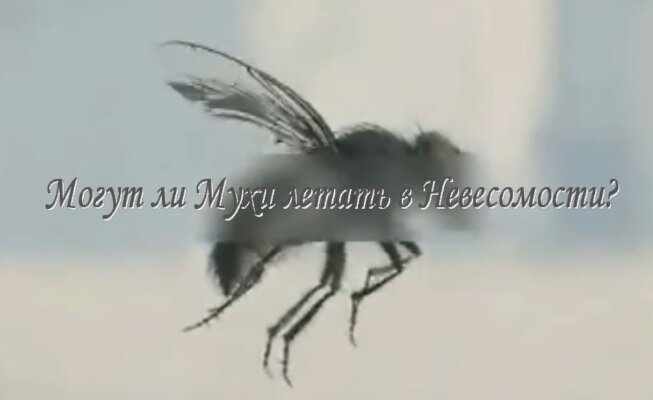 Могут ли мухи летать в невесомости?