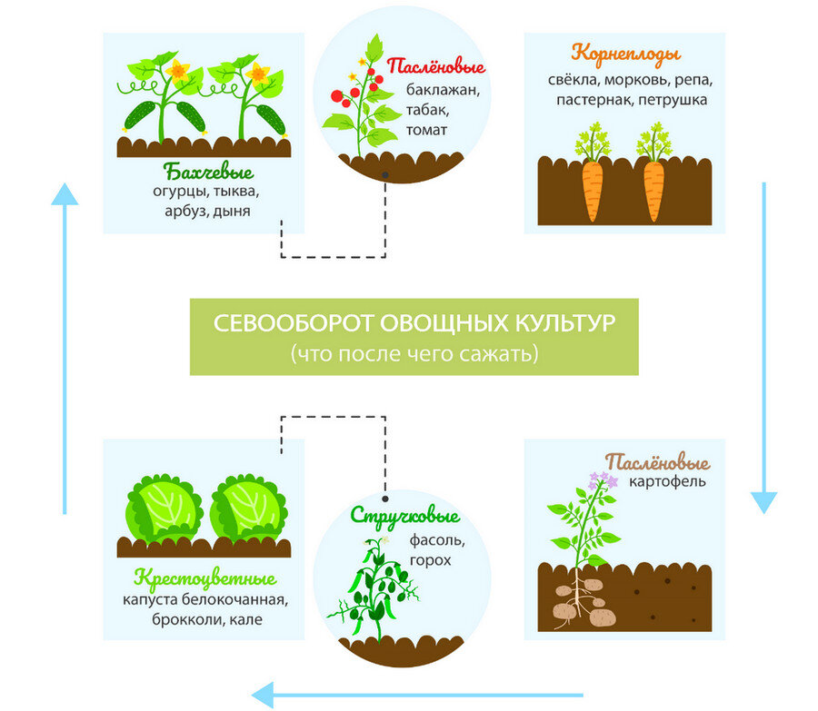 Можно сажать перед. Схема севооборота овощных культур. Схема посадки севооборот. Схема севооборота картофеля. Схема севооборота овощных культур на огороде.