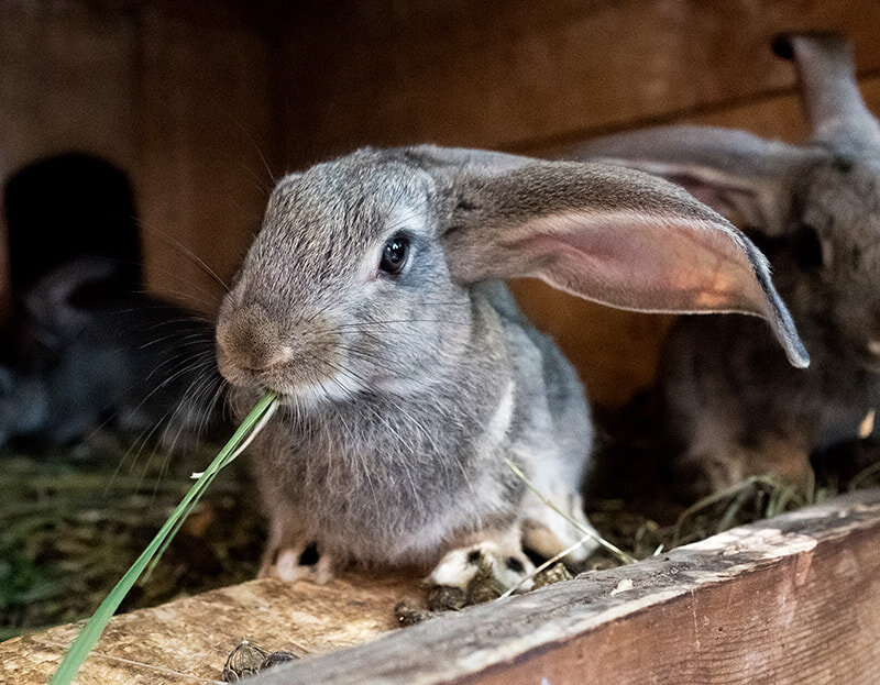 Кролики Советская шиншилла: история выведения породы | БиоПитомник Стезар  🐭 | Дзен