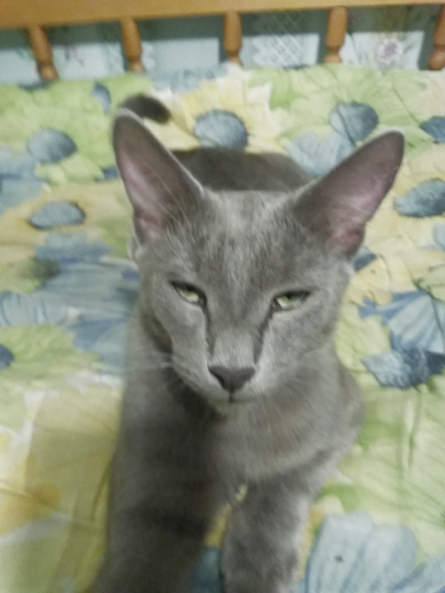 Здравствуйте друзья! Может кому  нужен котик цвета серый  металик? У кота проблемы с позвоночником возможно пнули или машина зацепила. Но это не мешает ему быть ласковым и игривым котиком. Серый настолько ласковый и обезбашенный кот он подружится с кем угодно. Из за проблем с позвоночником он не может долго играть, начинает задыхаться но быстро приходит в себя.