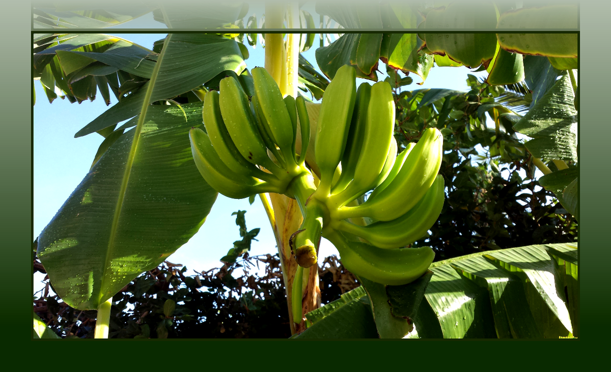 Банановая Пальма Musa itinerans. Musa itinerans (банан гигантский). Цветок банановой пальмы. Банан растет в огороде. Бананы растут в россии