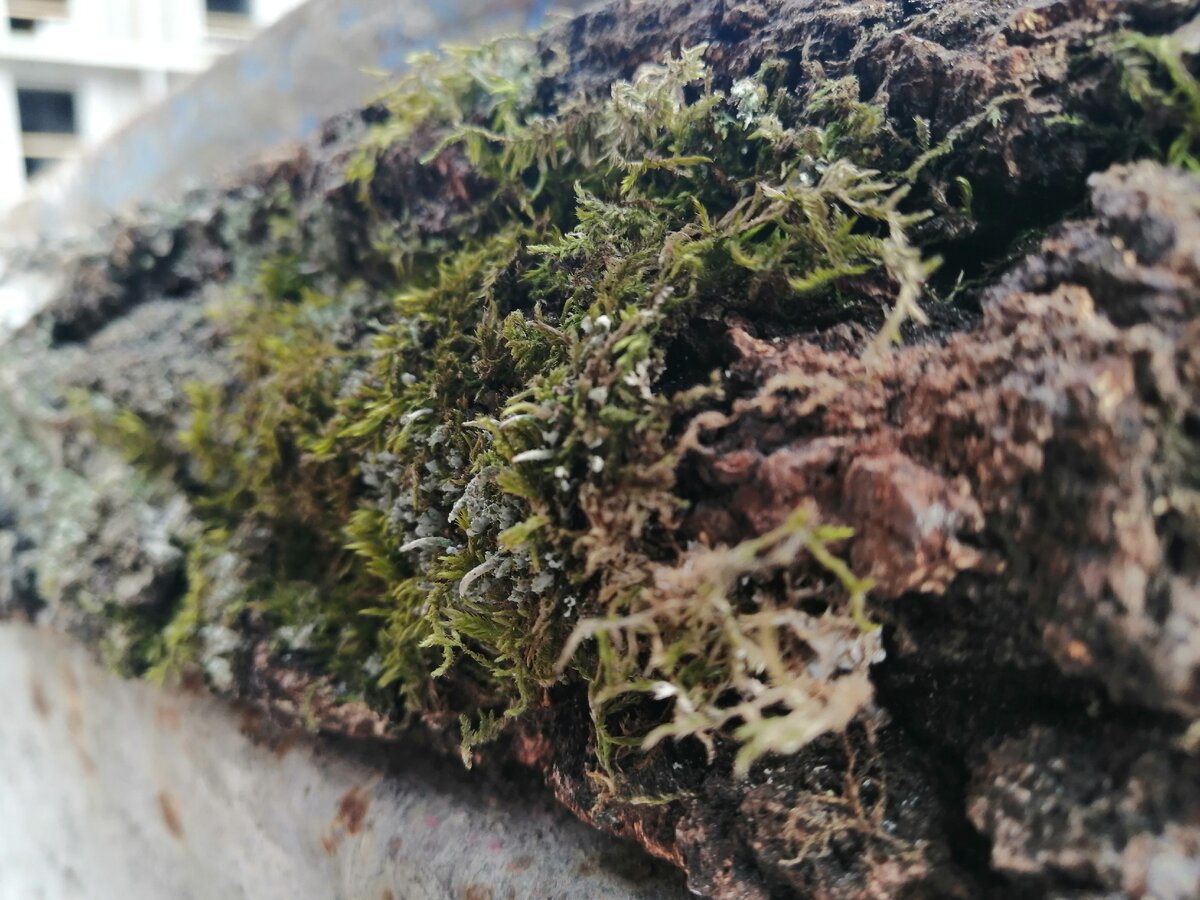 Как будто пейзаж с другой планеты.