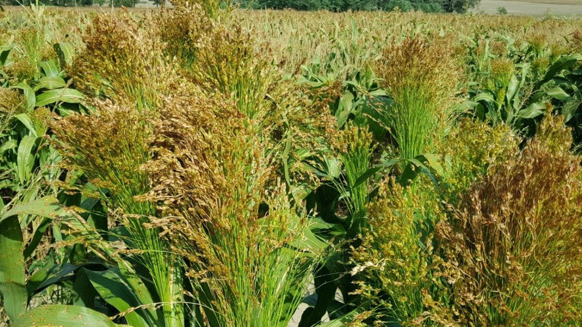 Фото: glavagronom.ru
Сорго
