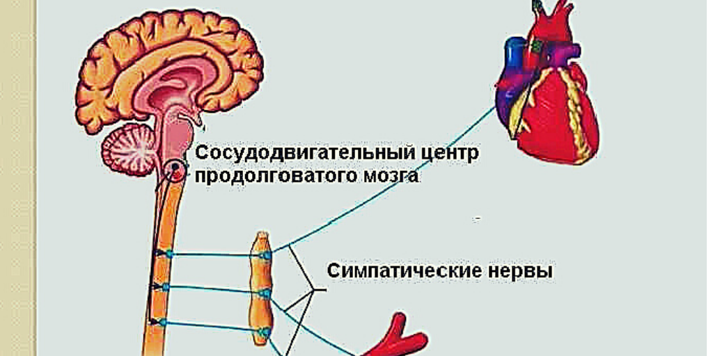 Как влияет центр. Сосудодвигательный центр продолговатого мозга. сосудисто двигательный центр продолговатого мозга. дыхательный и сосудодвигательный центры расположены в. сосудодвигательный центр располагается в продолговатом мозге.