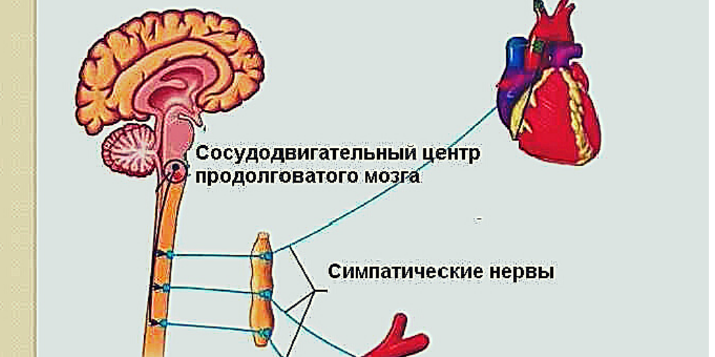 Центры управления сердечно сосудистой