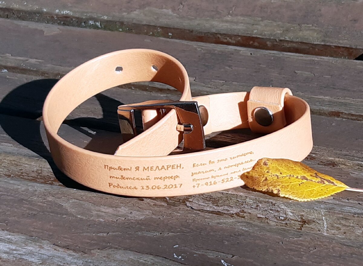 Ошейник-адресник моей собаки. Фото из личного архива 