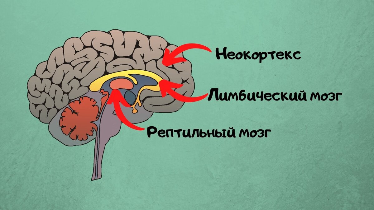 Мозга результаты