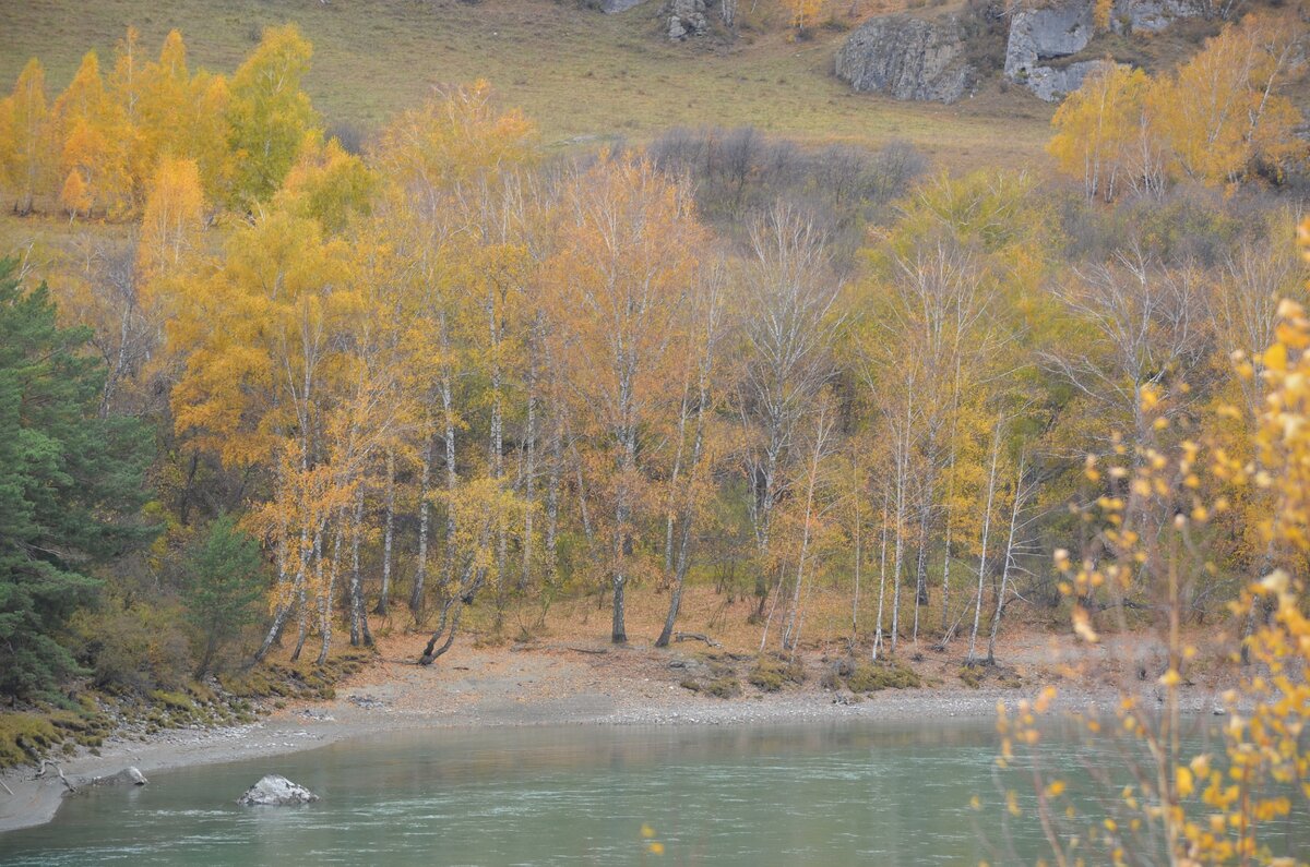 Золотая осень на Алтае. Фото автора