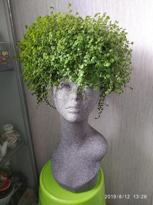 Солейролия - комнатное растение,которое преобразить любой интерьер!А ...