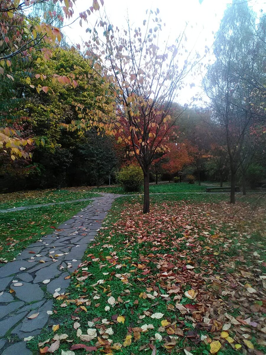 Фото автора, это сакура осенью