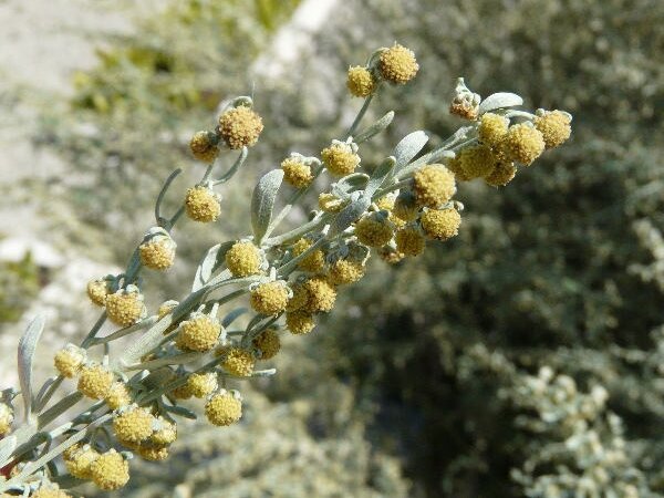 Фото: dryades.units.it