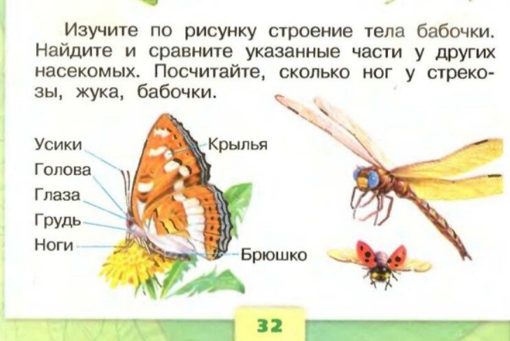 Лабораторная работа идиоадаптации у насекомых. У насекомых крылья расположены на. Крылья насекомых виды. Сетчатое жилкование крыльев насекомых. Крылья у насекомых располагаются на.