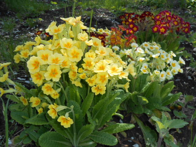 примулы в саду