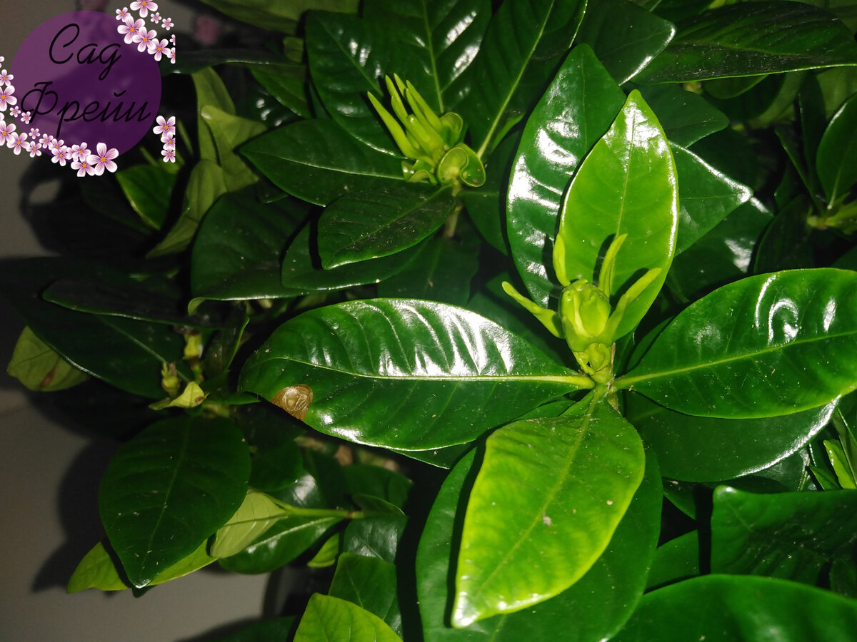 Также не обсуждается необходимость обработки инсектицидом/акарицидом и карантин 2 недели