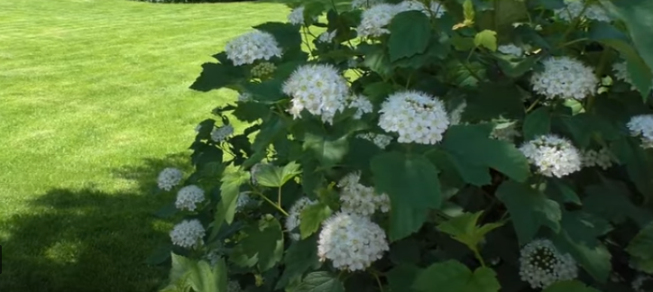 Цветение пузыреплодника белыми шапками цветов