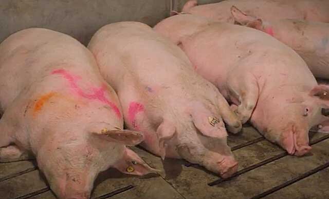Чем кормить свиней для быстрого набора веса в домашнем хозяйстве - gkhyarovoe.ru