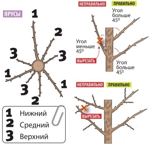 Правила обрезки веток у яблони. Фото взято из сети.