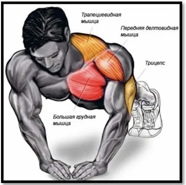 Пример отжимания(фото google)