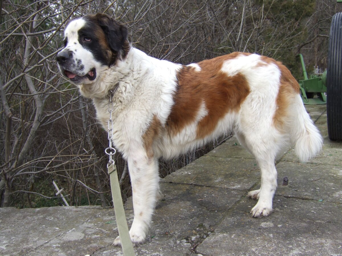 Московская сторожевая - Герра, вл. Ольга Ивановна