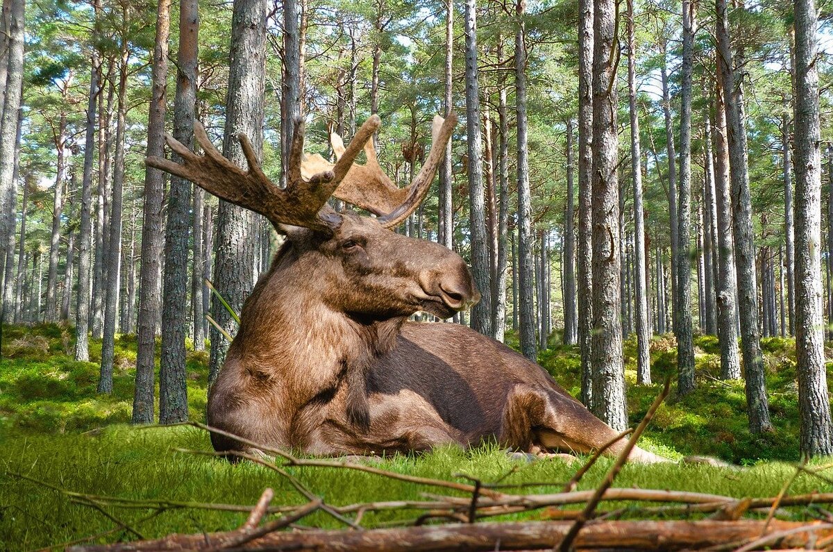 Лось гордится своими рогами, ведь они у него от природы) https://pixabay.com/ru/