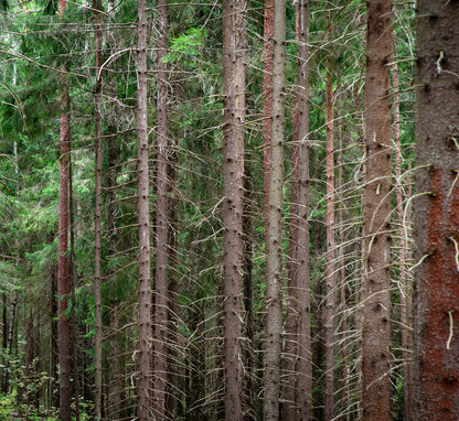 Свободный источник