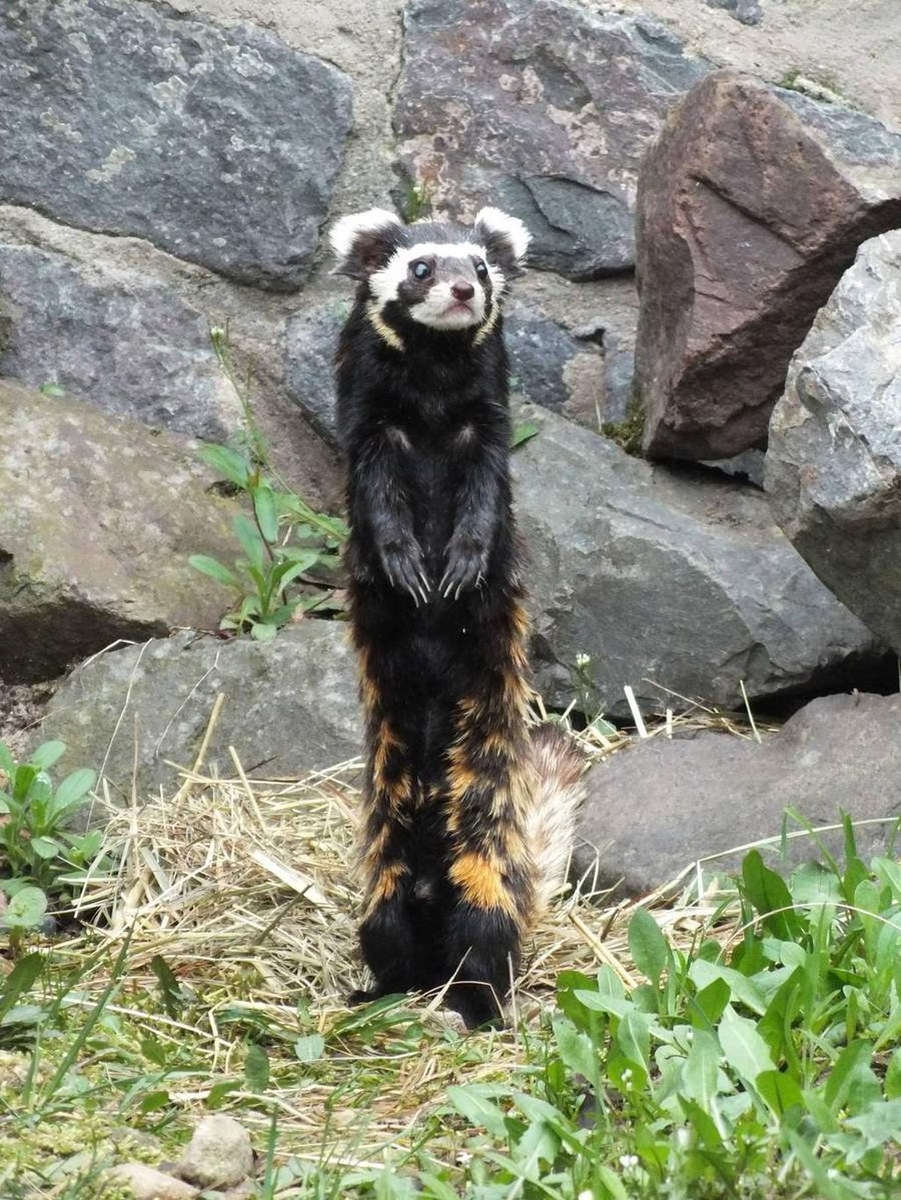 Перевязка (Vormela peregusna)