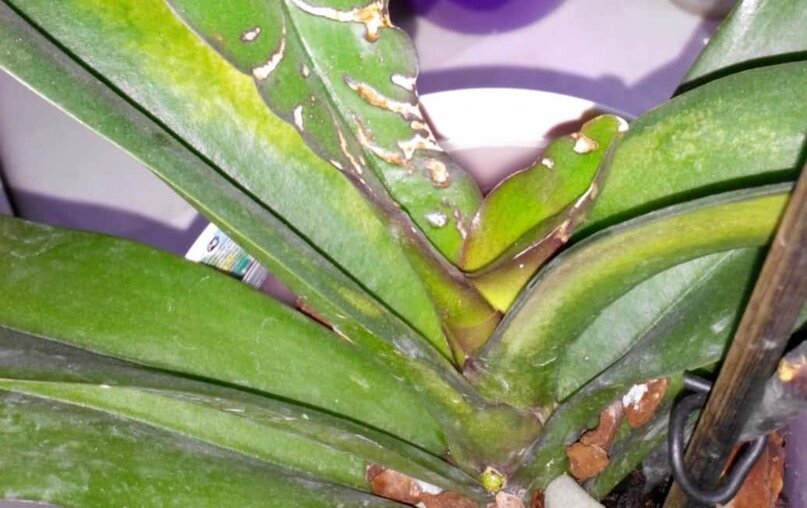 Негативные последствия поражения орхидей трипсами