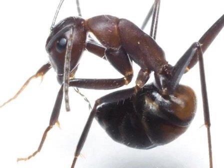 Фото из источника: Science digest