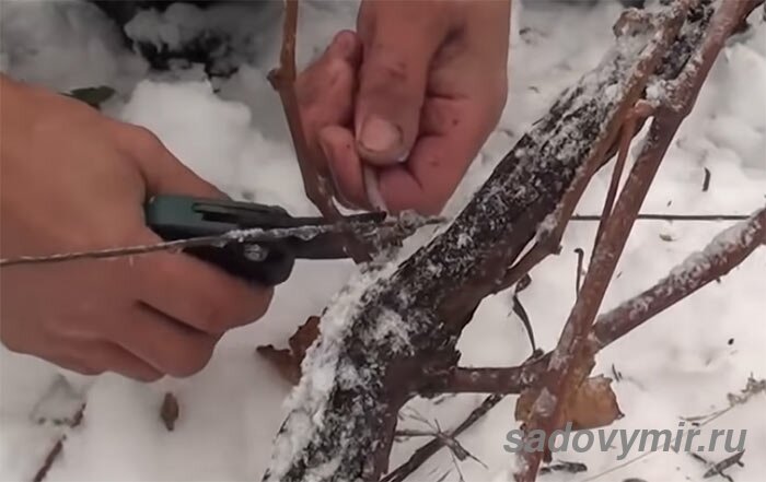 Их в ноябре обрезают на два глаза для получения новых двух рукавов.