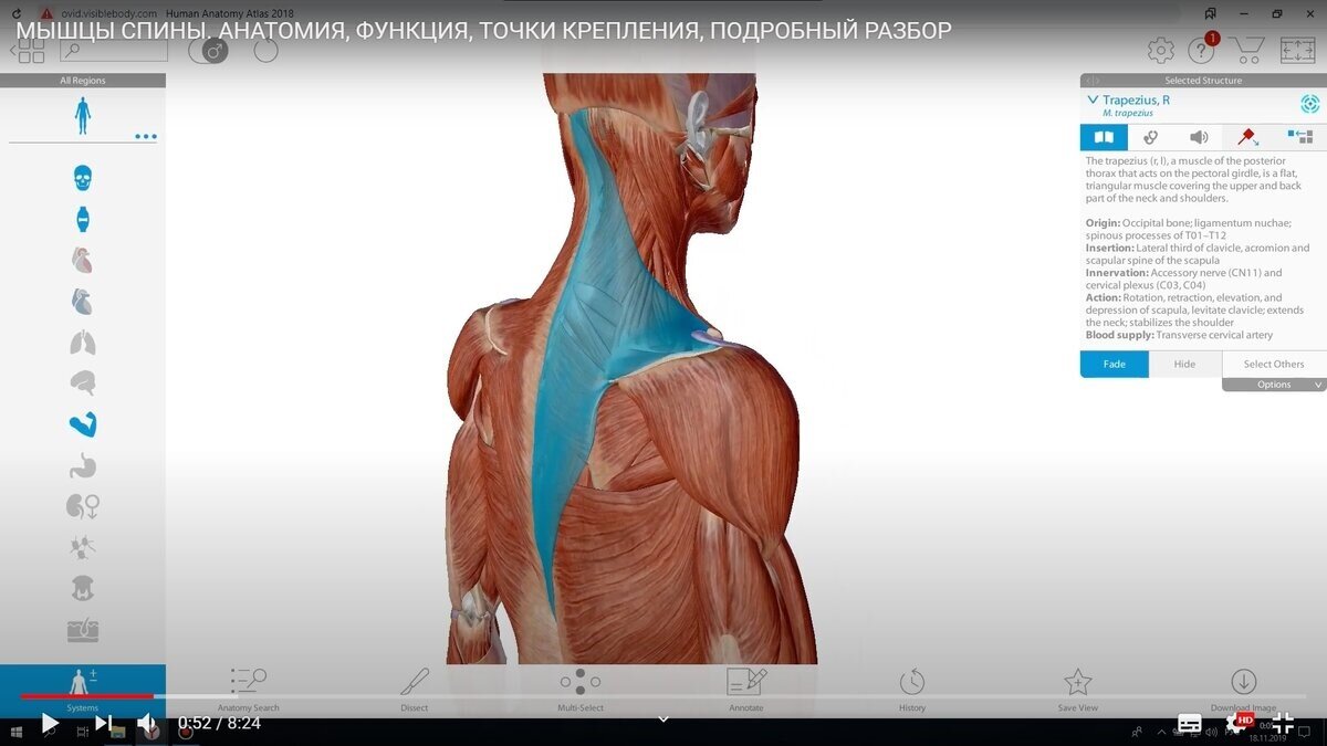 трапецевидную м.