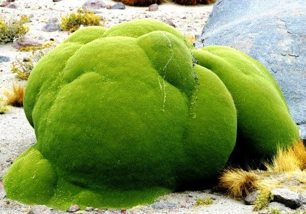 когда живете в коммуналке, но вы особенные