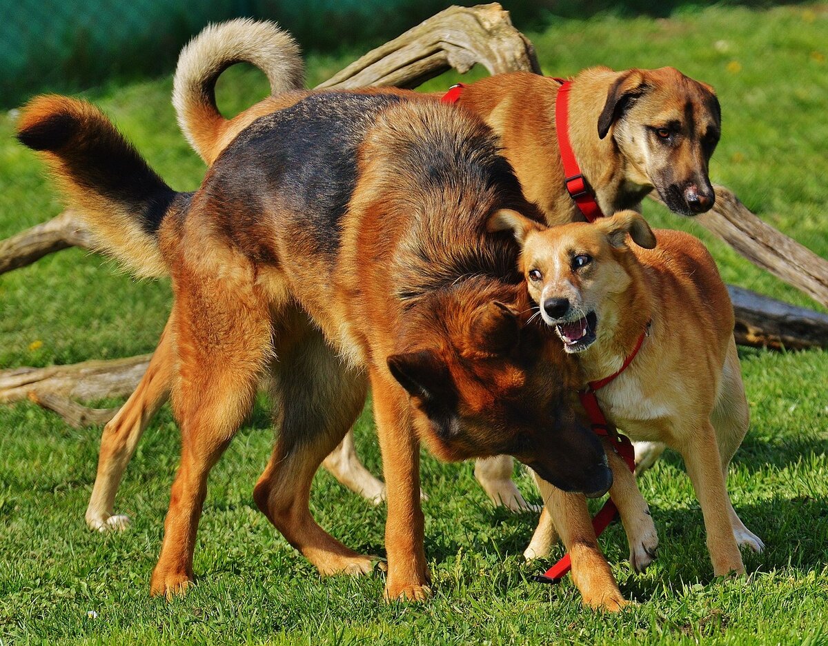 Играющие собаки