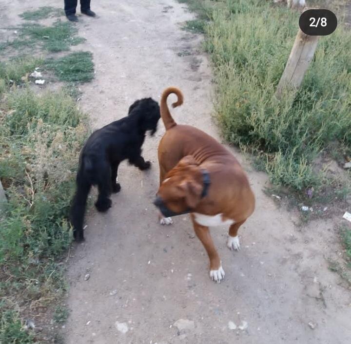 Рекс и Каспер