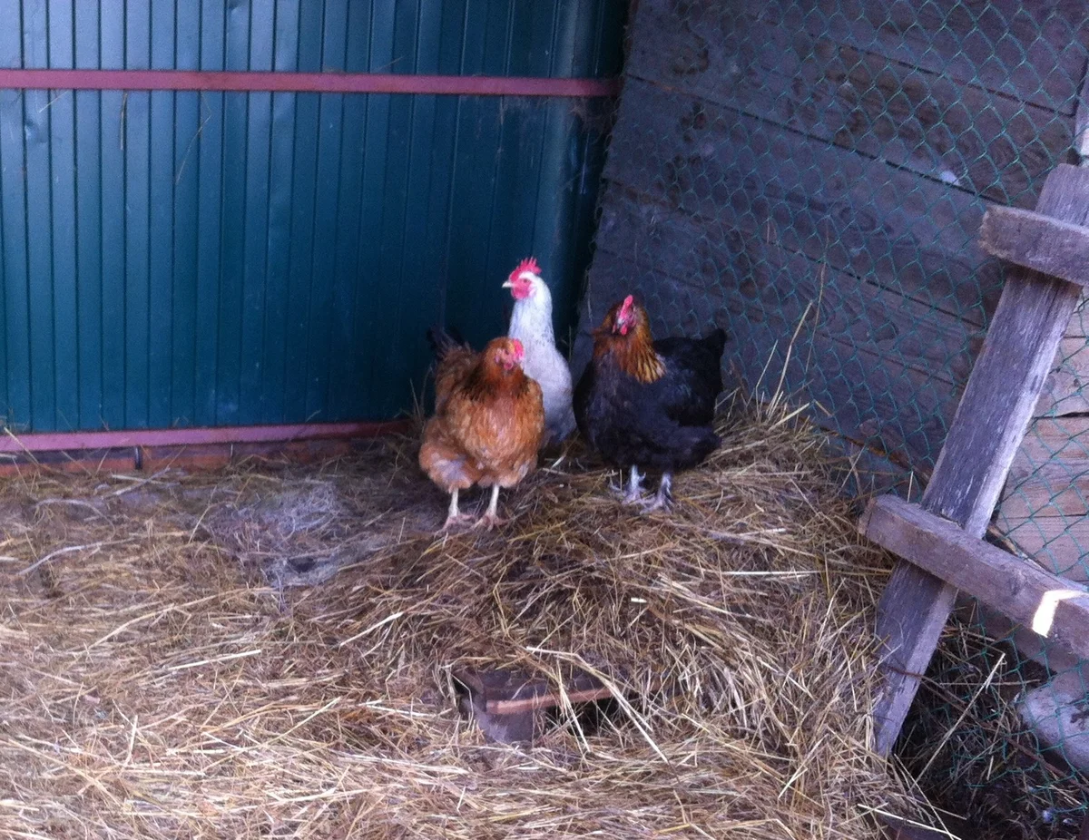 Мои красотки позируют