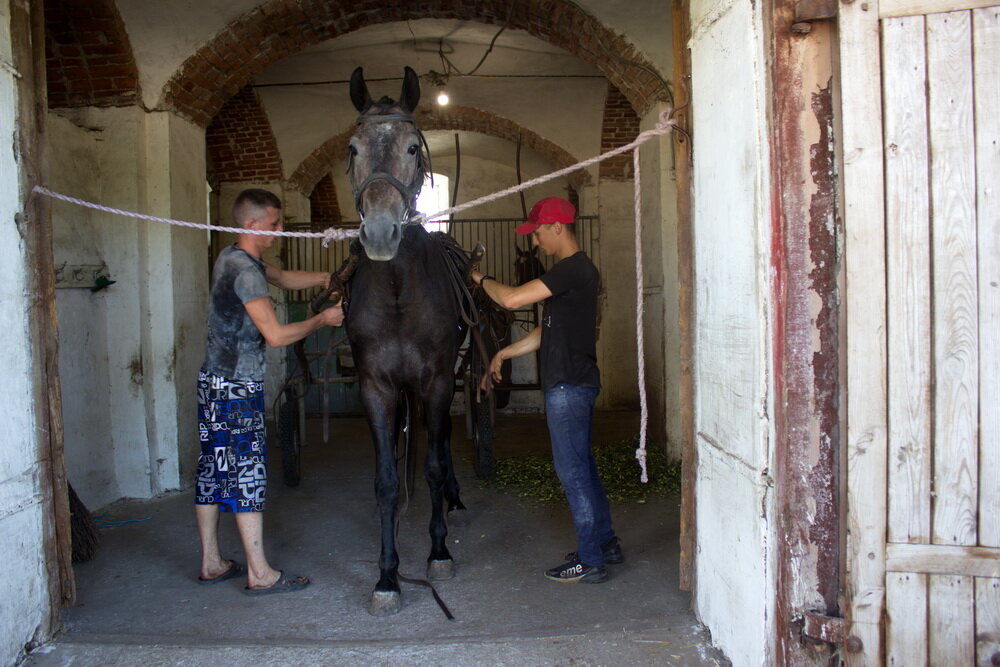 Работа на конезаводе начинается ранним утром с осмотра лошадей. За ночь они могли себя травмировать. 