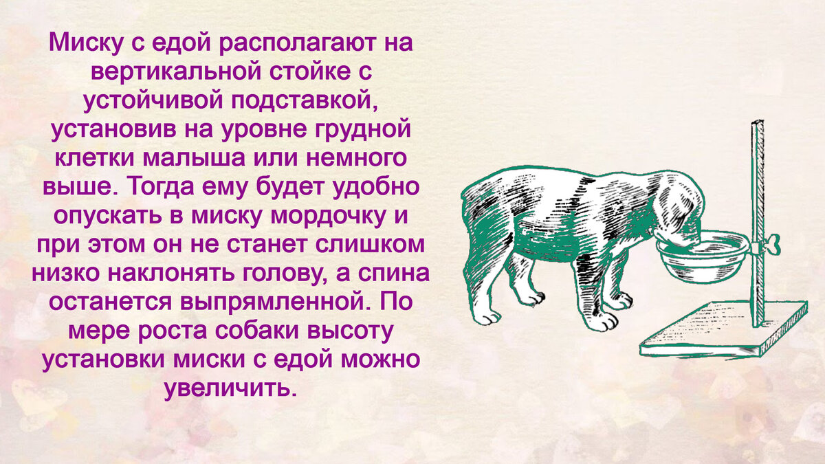 нужно ли кормить щенка ночью