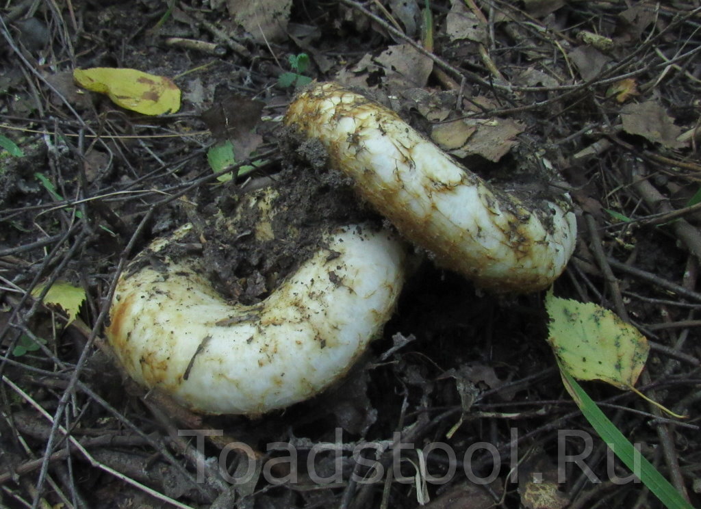 Груздевая груда на стадии зарождения (фото И.Лебединского)