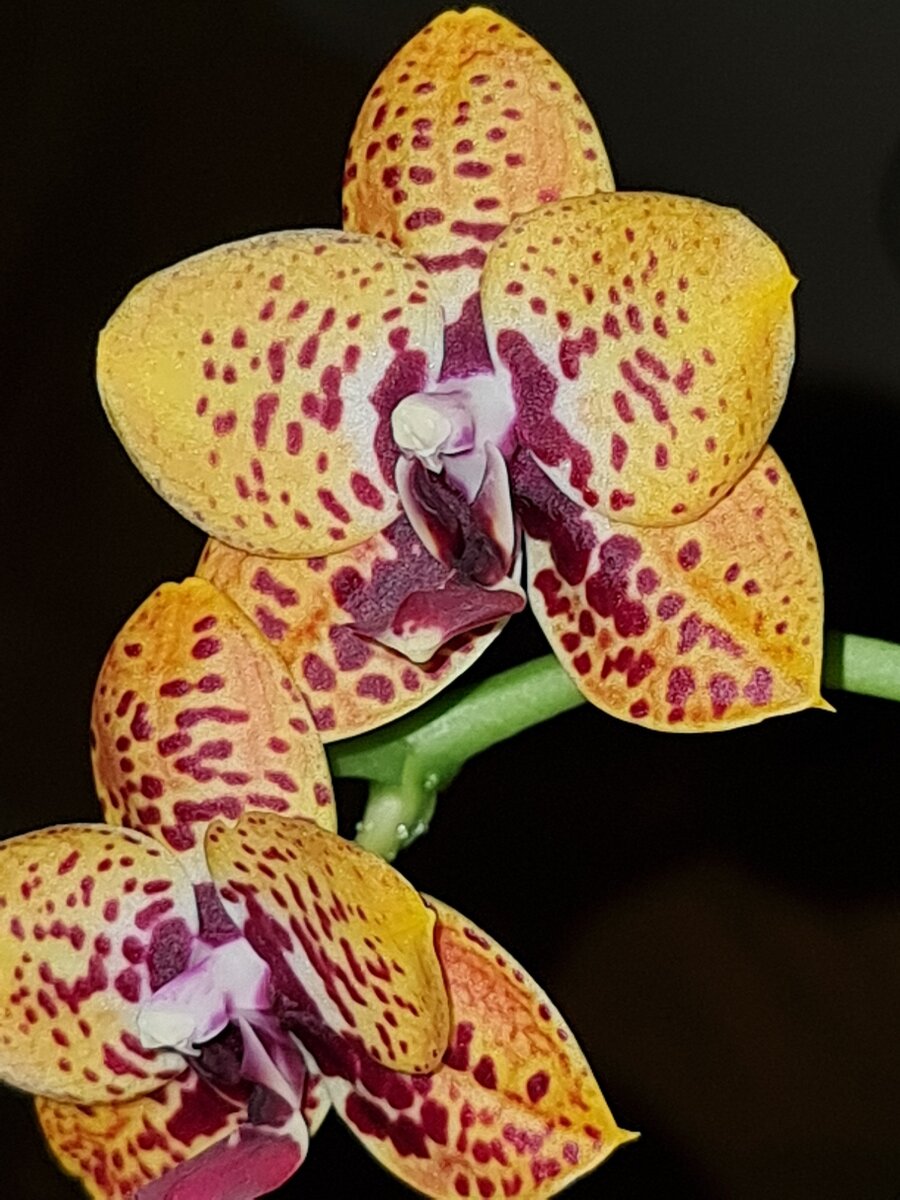 Пока тепло для отправки Phal. Zheng Min Anaconda "Peter", фото цветения из интер