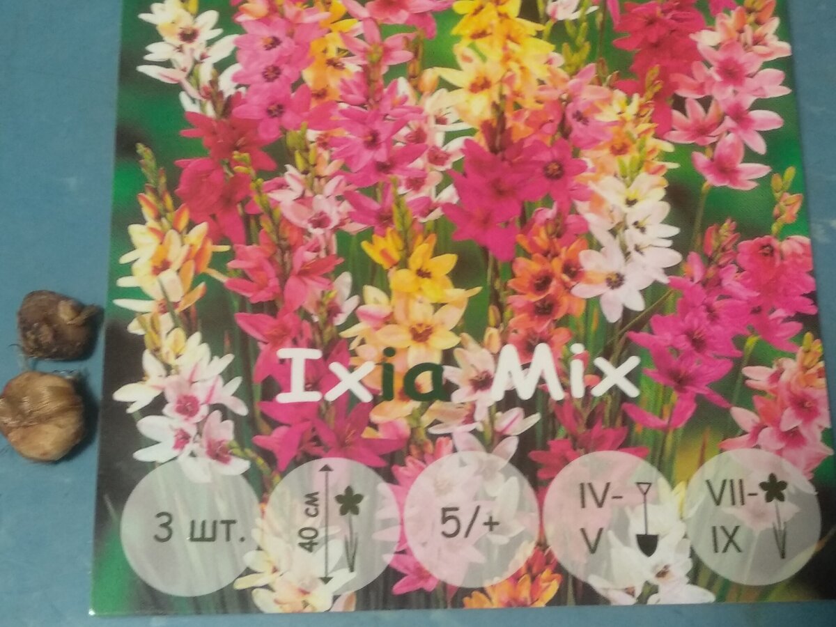 Иксия  в красивой упаковке